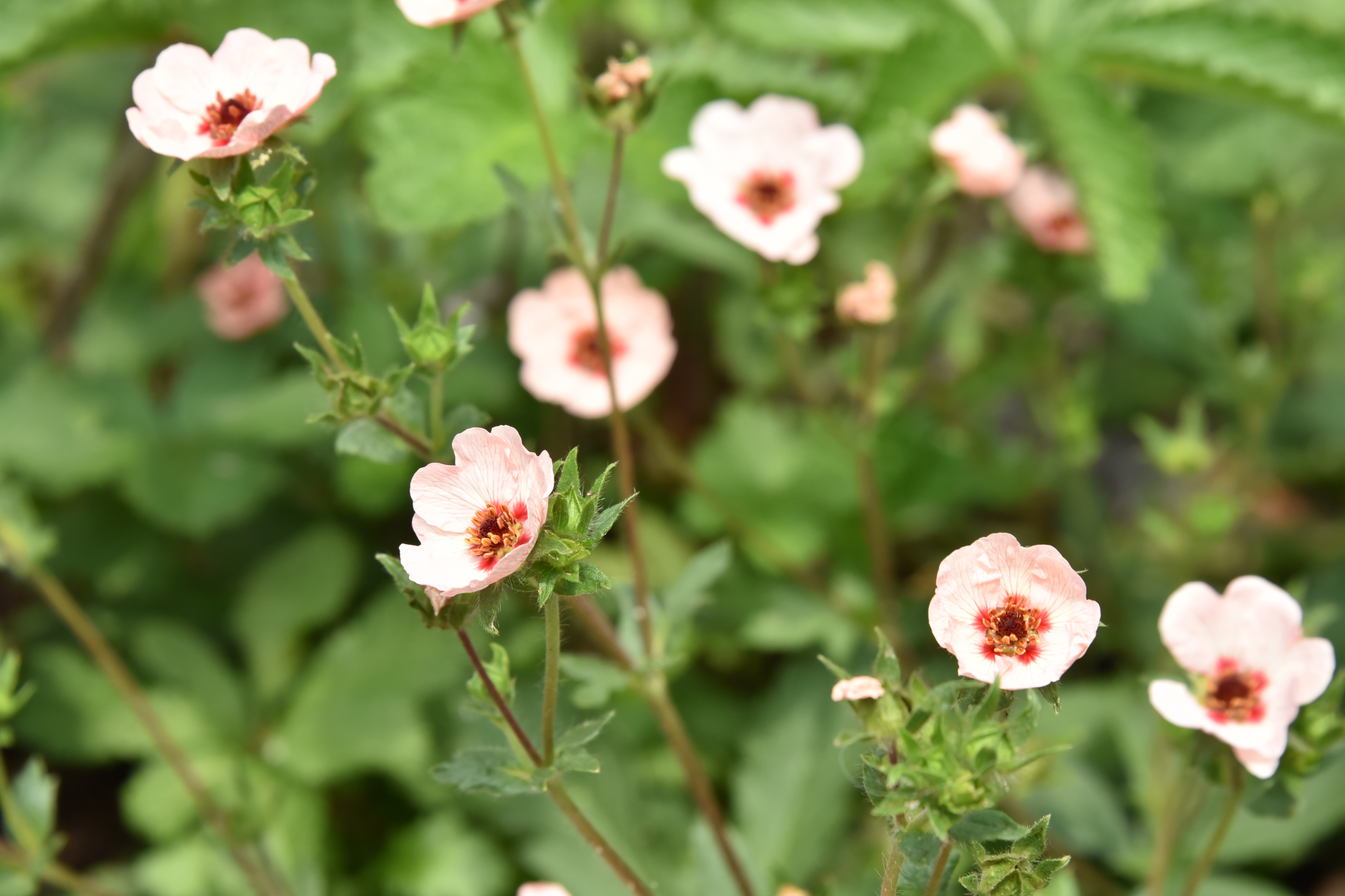 Potentilla x hopwoodiana bestellen